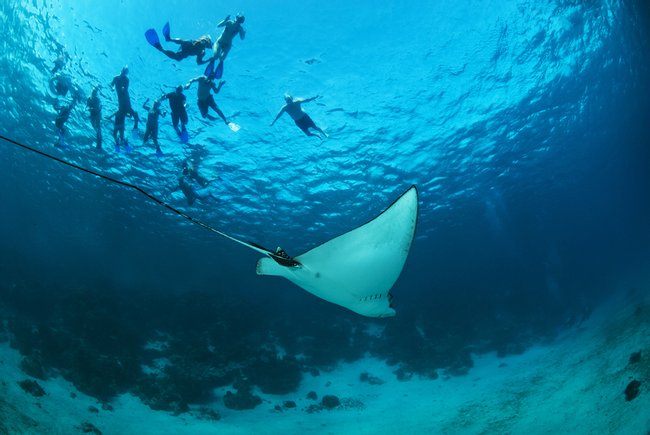 Hol Chan Tour de Snorkel Photo