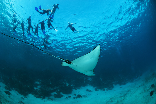 Hol Chan Tour de Snorkel Photo