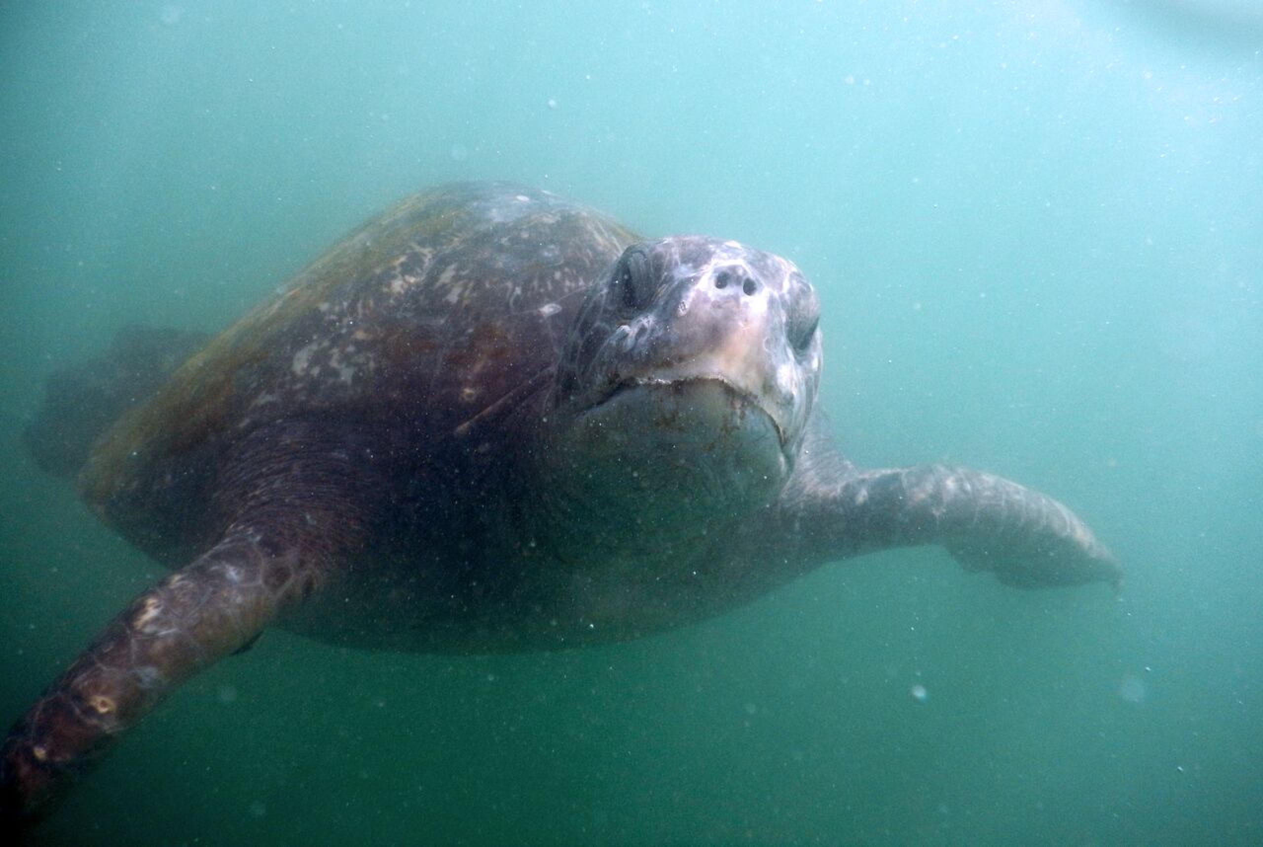 Snorkeling with Sea Turtles Tour — Máncora, Peru