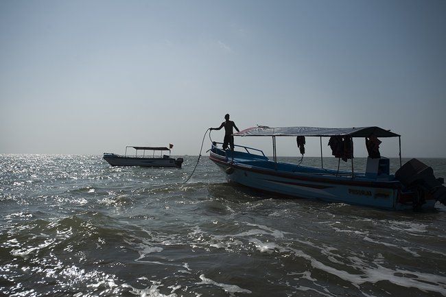 Golfo de Guayaquil: Aves y Delfines Photo