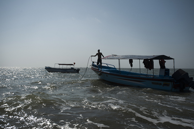 The Gulf Of Guayaquil: Birds & Dolphins Photo