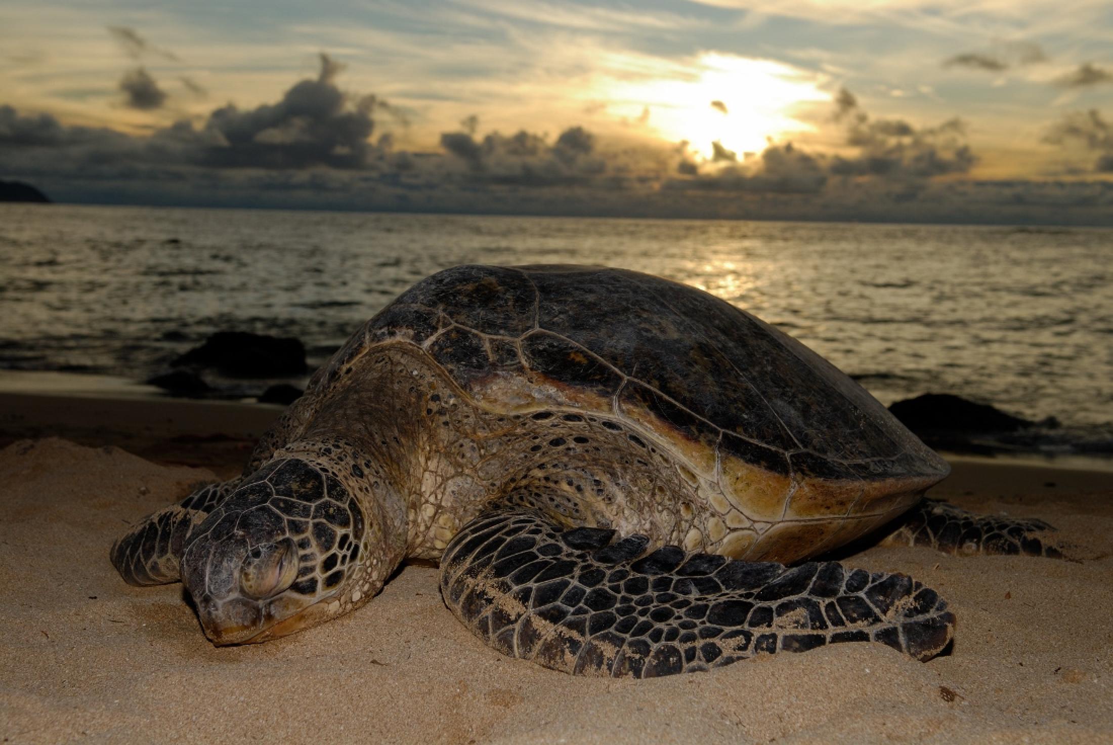 sea turtles tours in costa rica