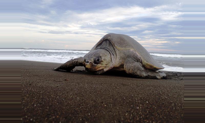 Camaronal Beach Turtle Observation Tour - Sámara