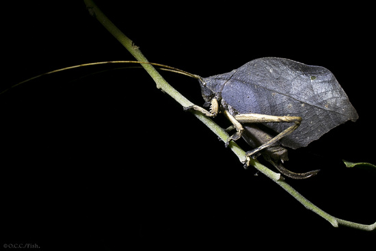 Twilight Night Walk Tour Photo