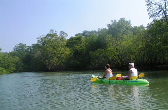 Wildlife and Mangrove Kayak Tour Photo