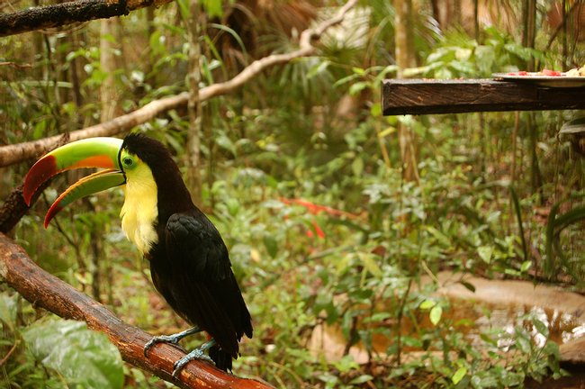 Xunantunich and Belize Zoo Tour Photo