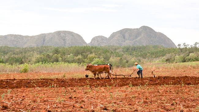 Cuban Agriculture & Farming Economy