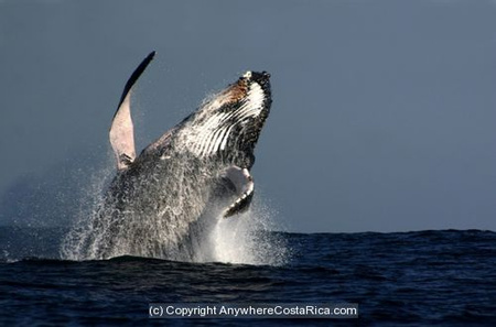 Sea Mammal Image