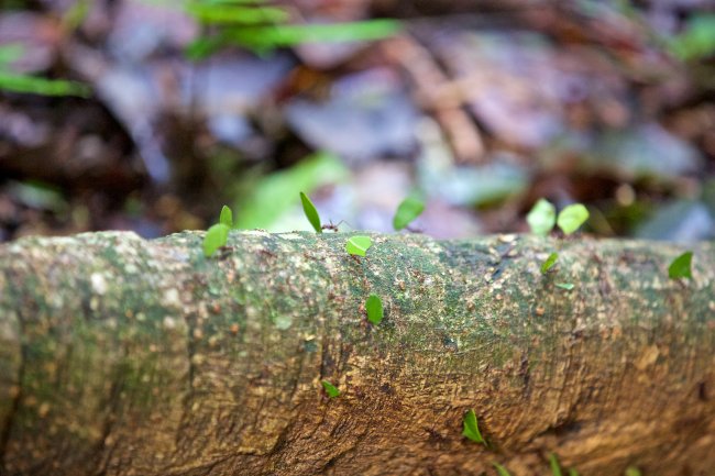 BELIZE NATURE VACATION