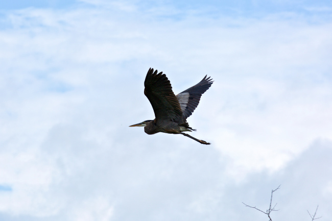 BELIZE BIRDWATCHING VACATION