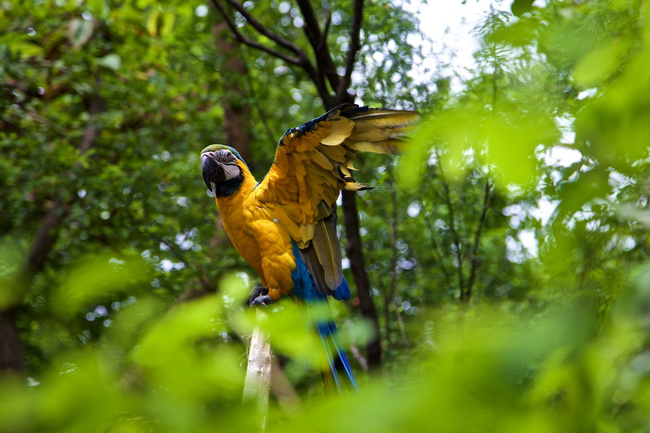 ECUADOR Bird Watching VACATION