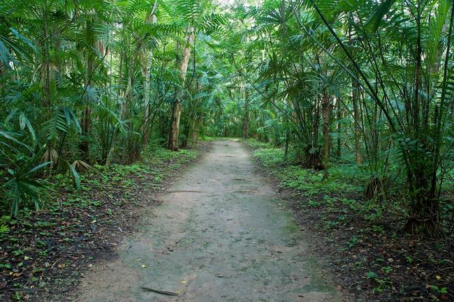 GUATEMALA RAINFOREST VACATION